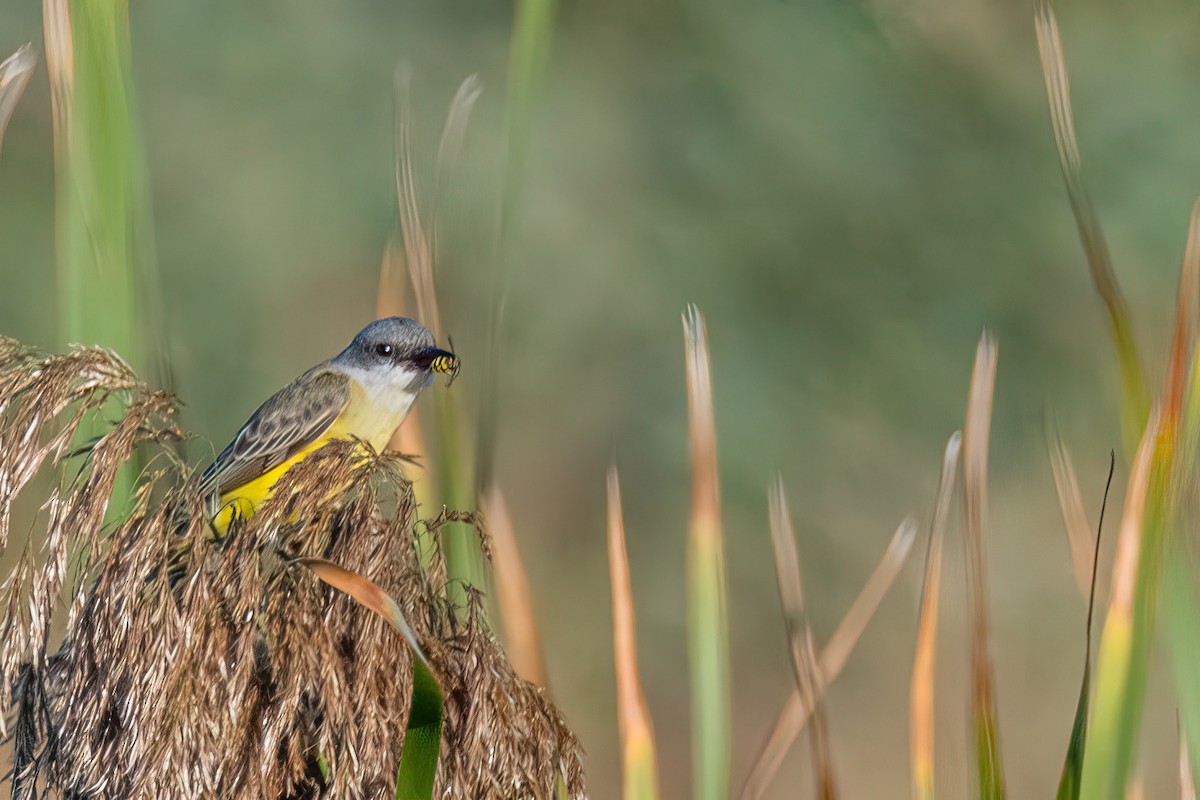 Tropical Kingbird - Manish Sharma