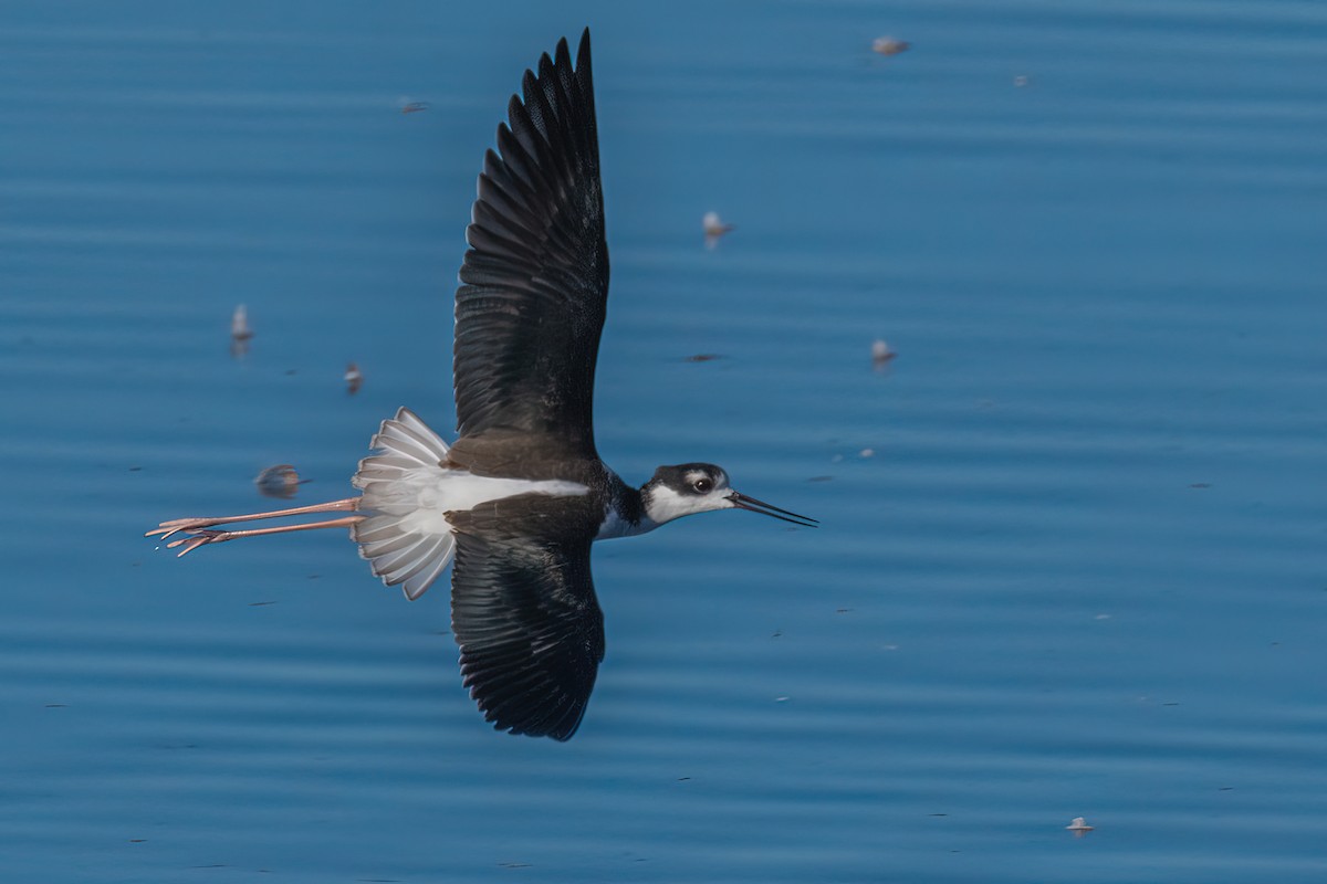 Black-necked Stilt - Manish Sharma