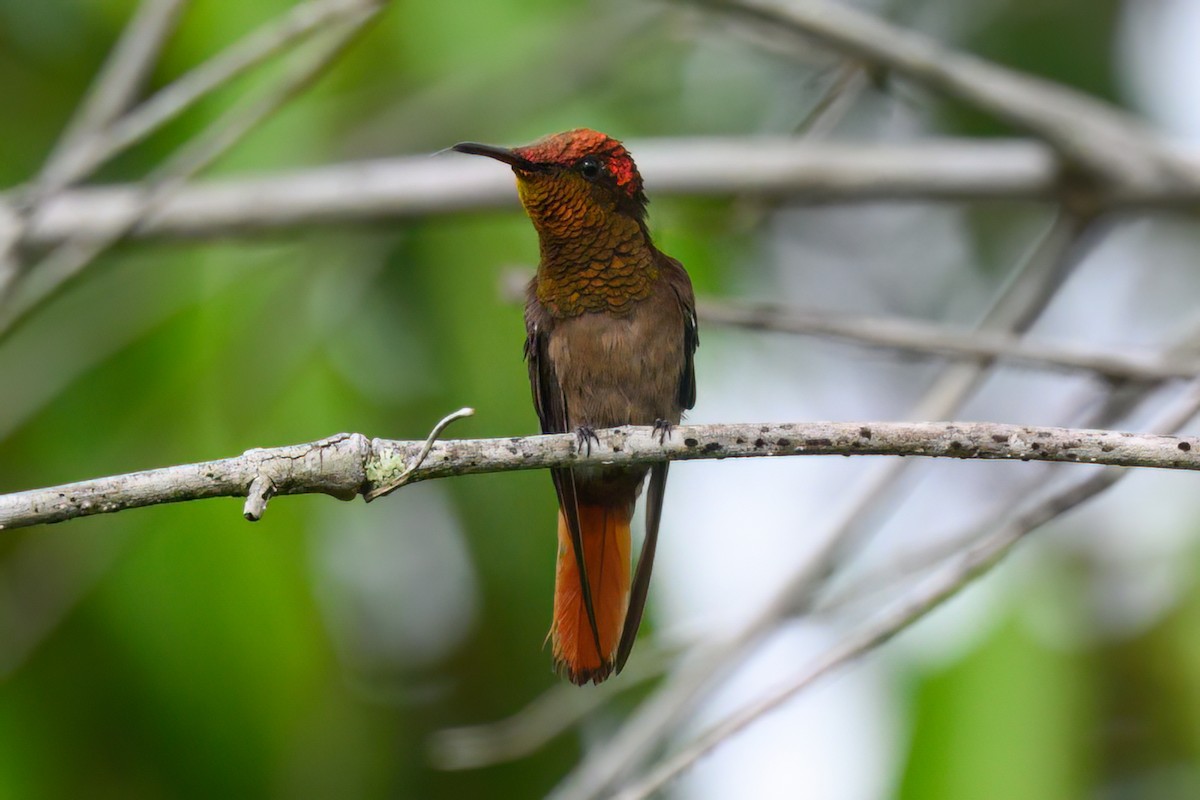 kolibřík červenohlavý - ML489945951