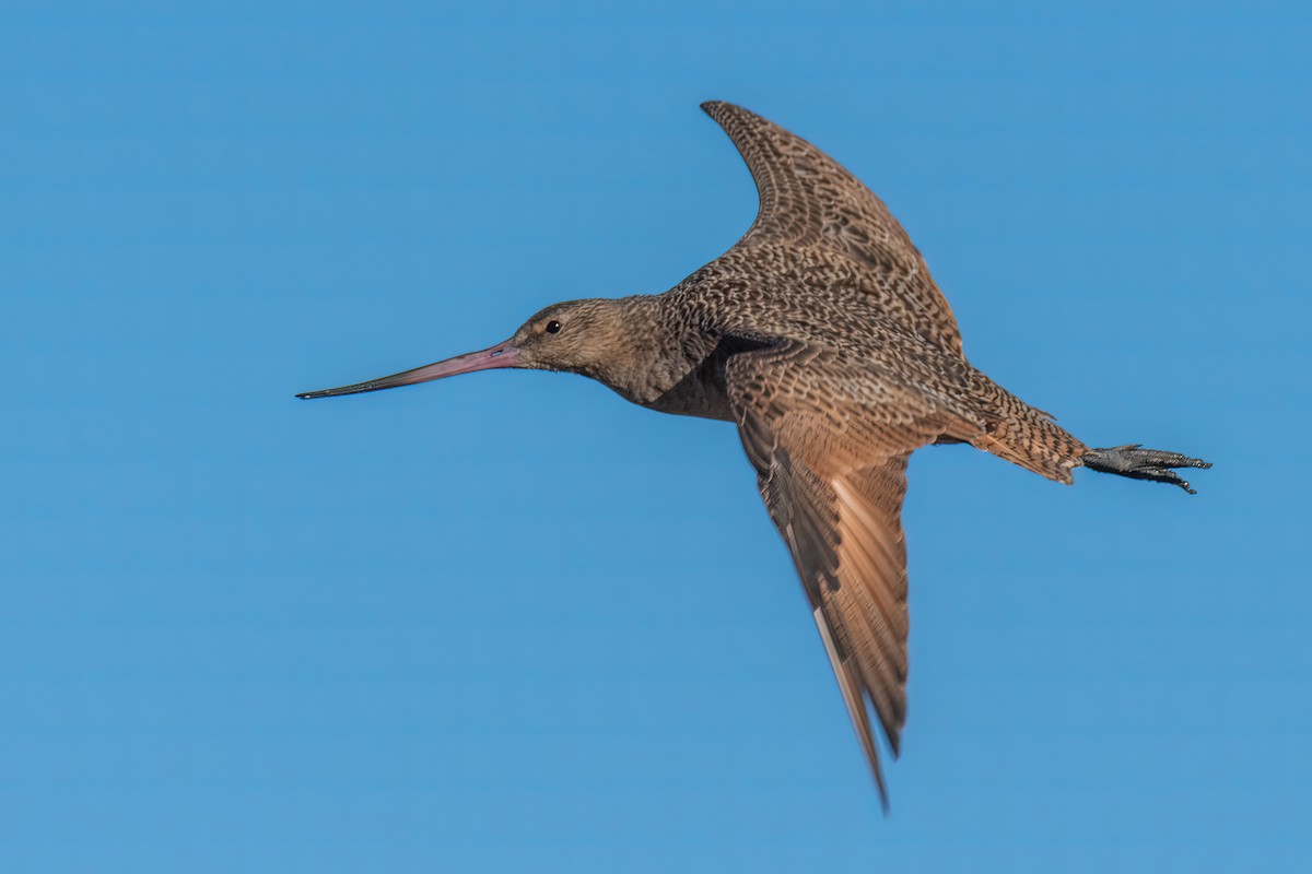 Marbled Godwit - Manish Sharma