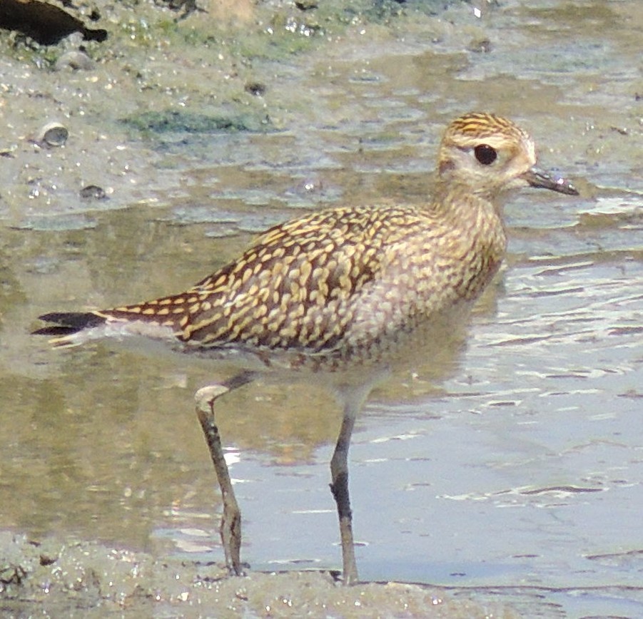 Pacific Golden-Plover - Ton Yeh