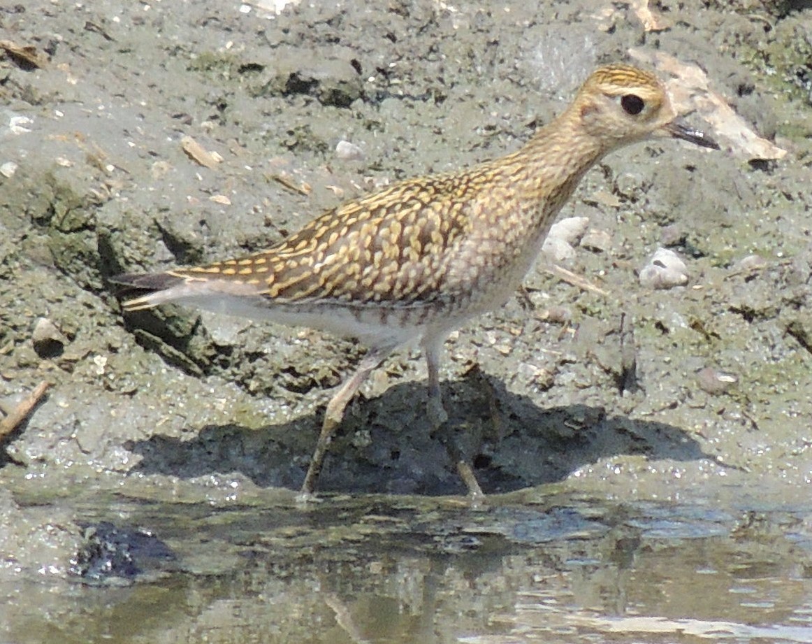 Pacific Golden-Plover - Ton Yeh
