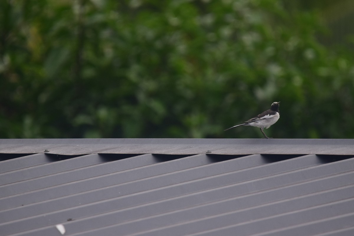 White-browed Wagtail - ML489947311