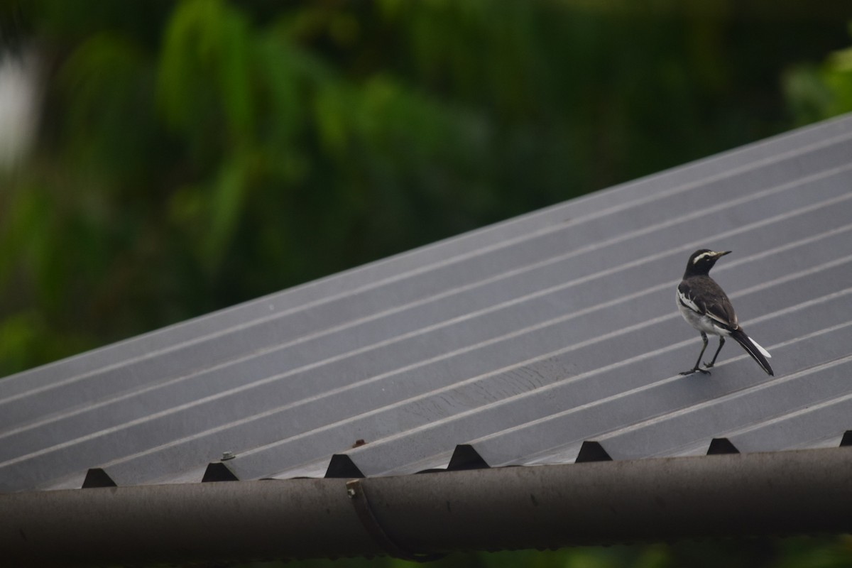 White-browed Wagtail - ML489947321