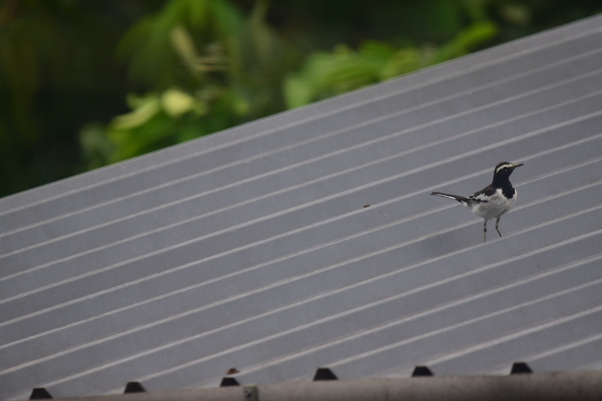 White-browed Wagtail - ML489947331