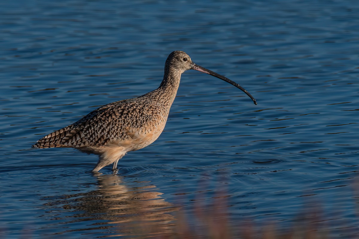 Long-billed Curlew - Manish Sharma