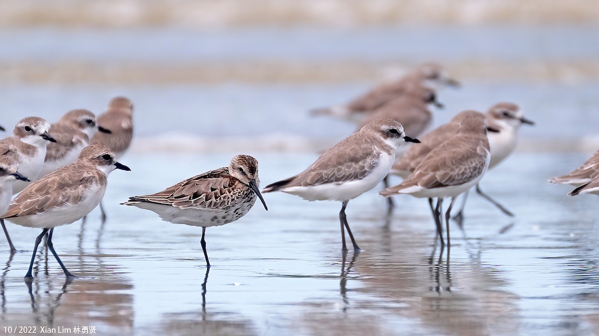 Dunlin - ML489950181