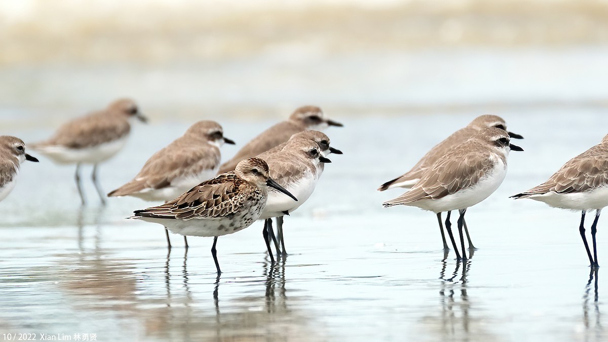 Dunlin - ML489950191