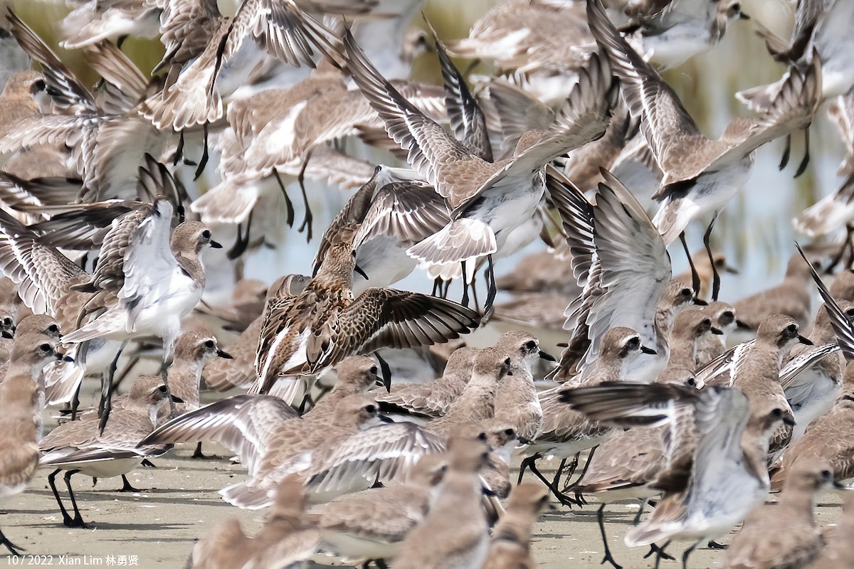 Dunlin - ML489950211