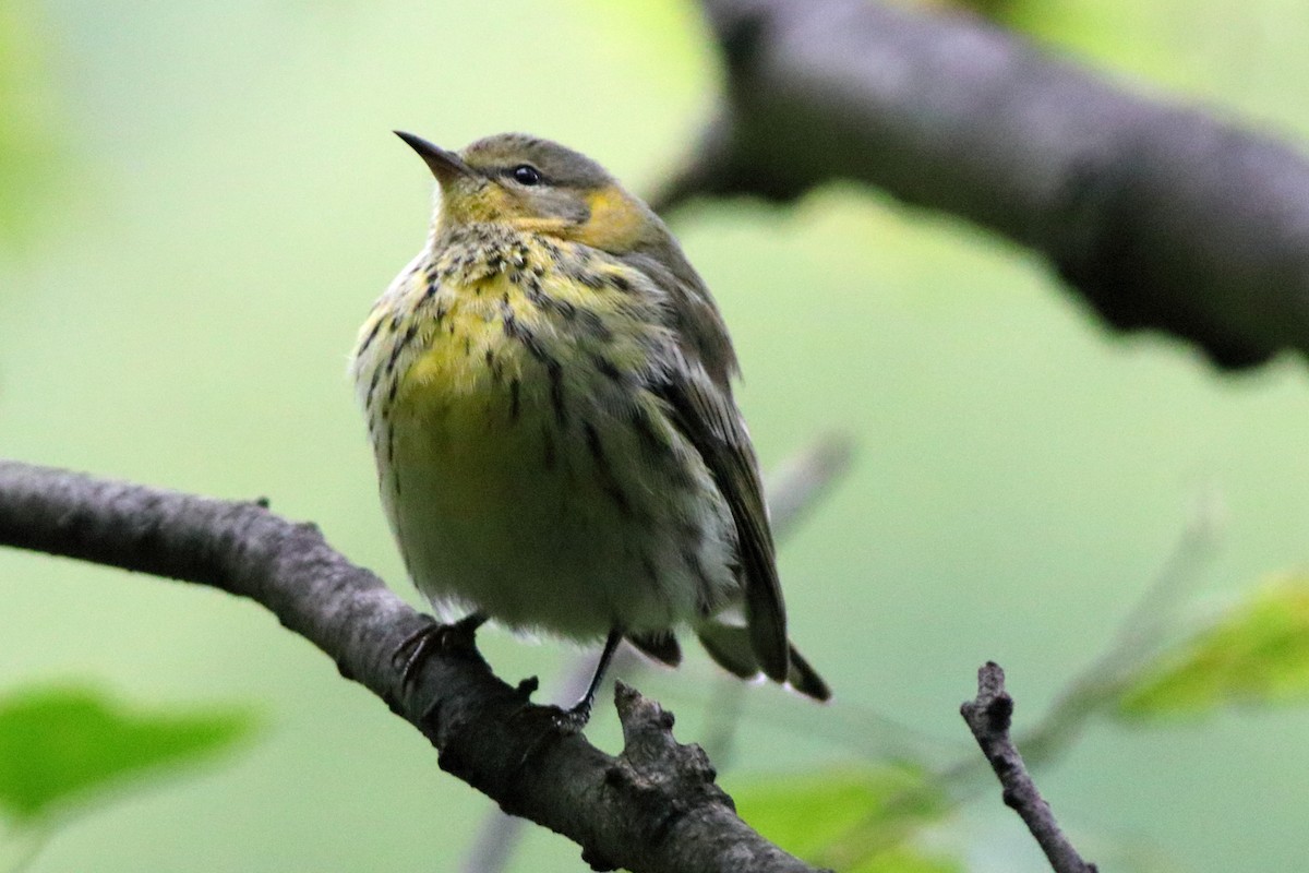 Cape May Warbler - ML489951821