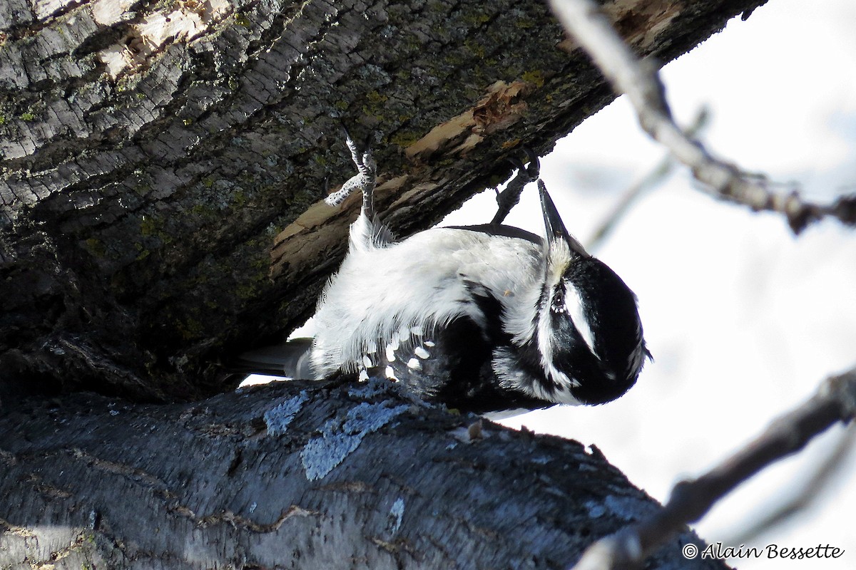 Hairy Woodpecker - ML48995191