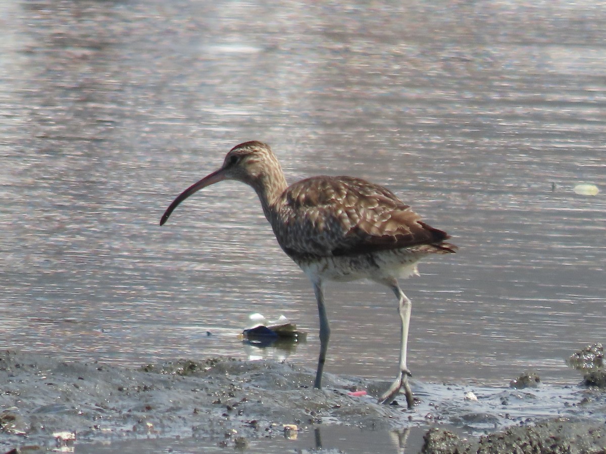 Whimbrel - Eloise Martinez