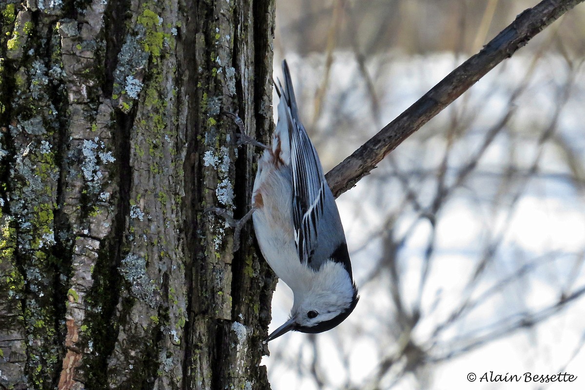 White-breasted Nuthatch - ML48995281