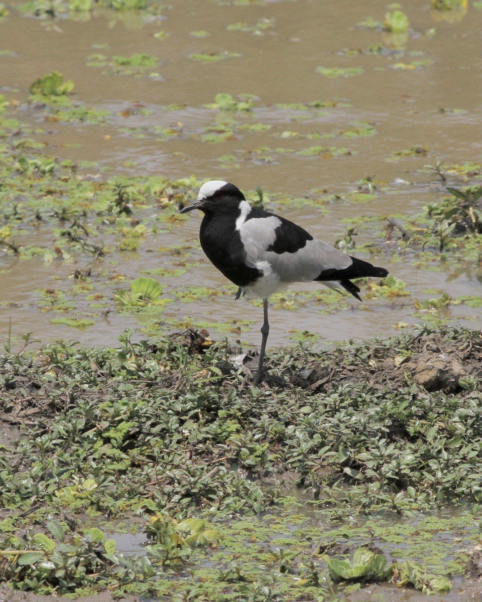 Blacksmith Lapwing - ML489953441