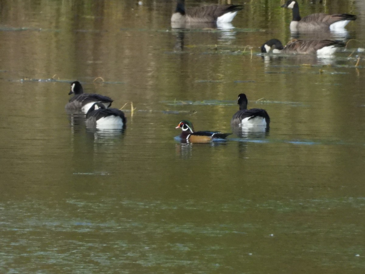 Wood Duck - ML489953761