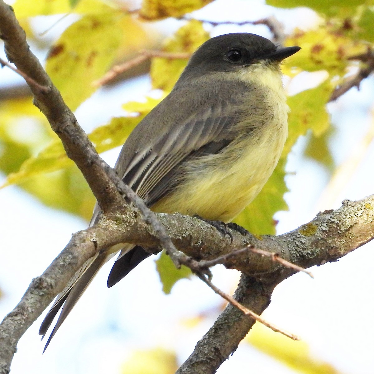 Eastern Phoebe - Mary Leigh