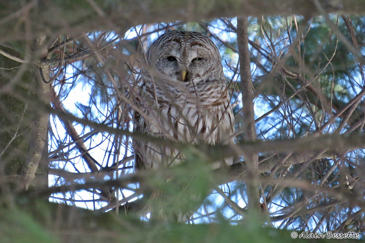 Barred Owl - ML48995581