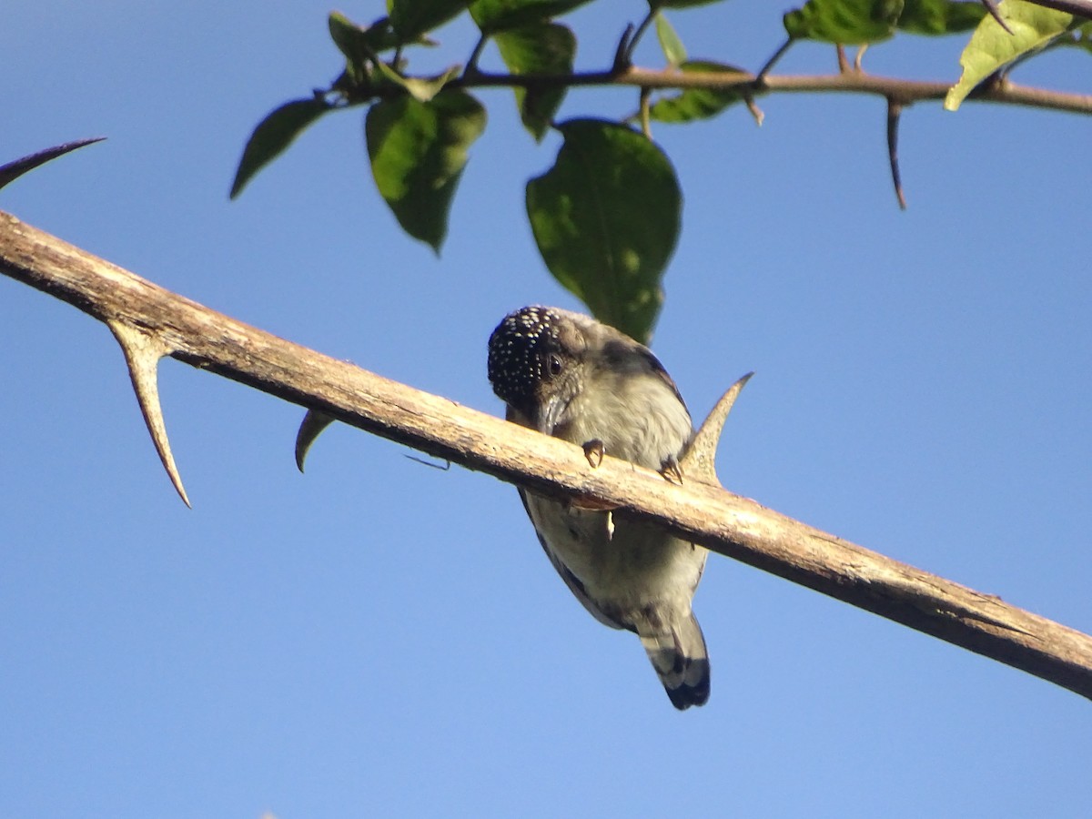 Grayish Piculet - ML489956081