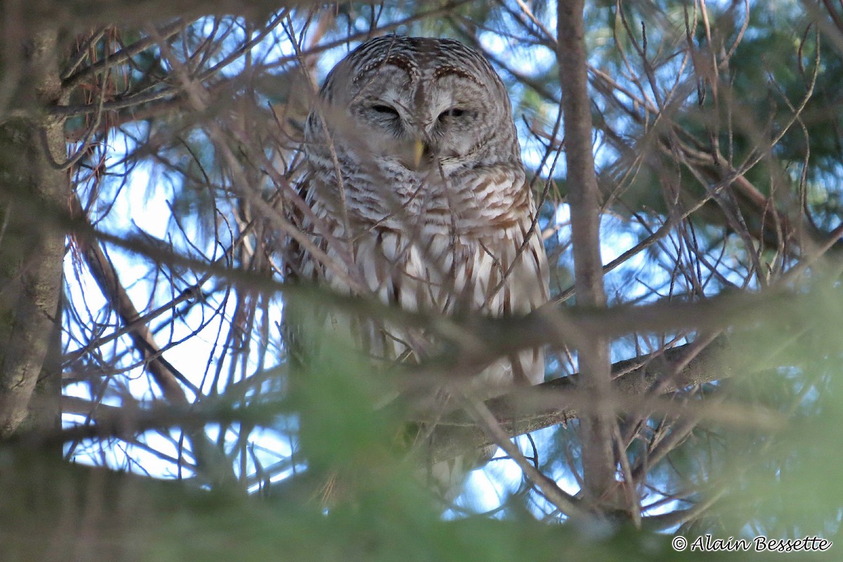 Barred Owl - ML48995611