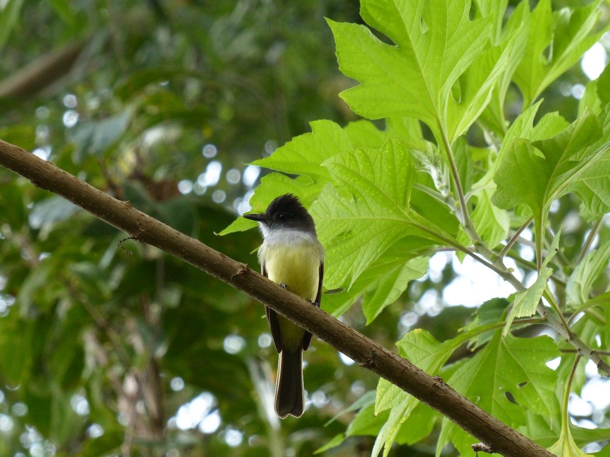 Dusky-capped Flycatcher - ML489956391