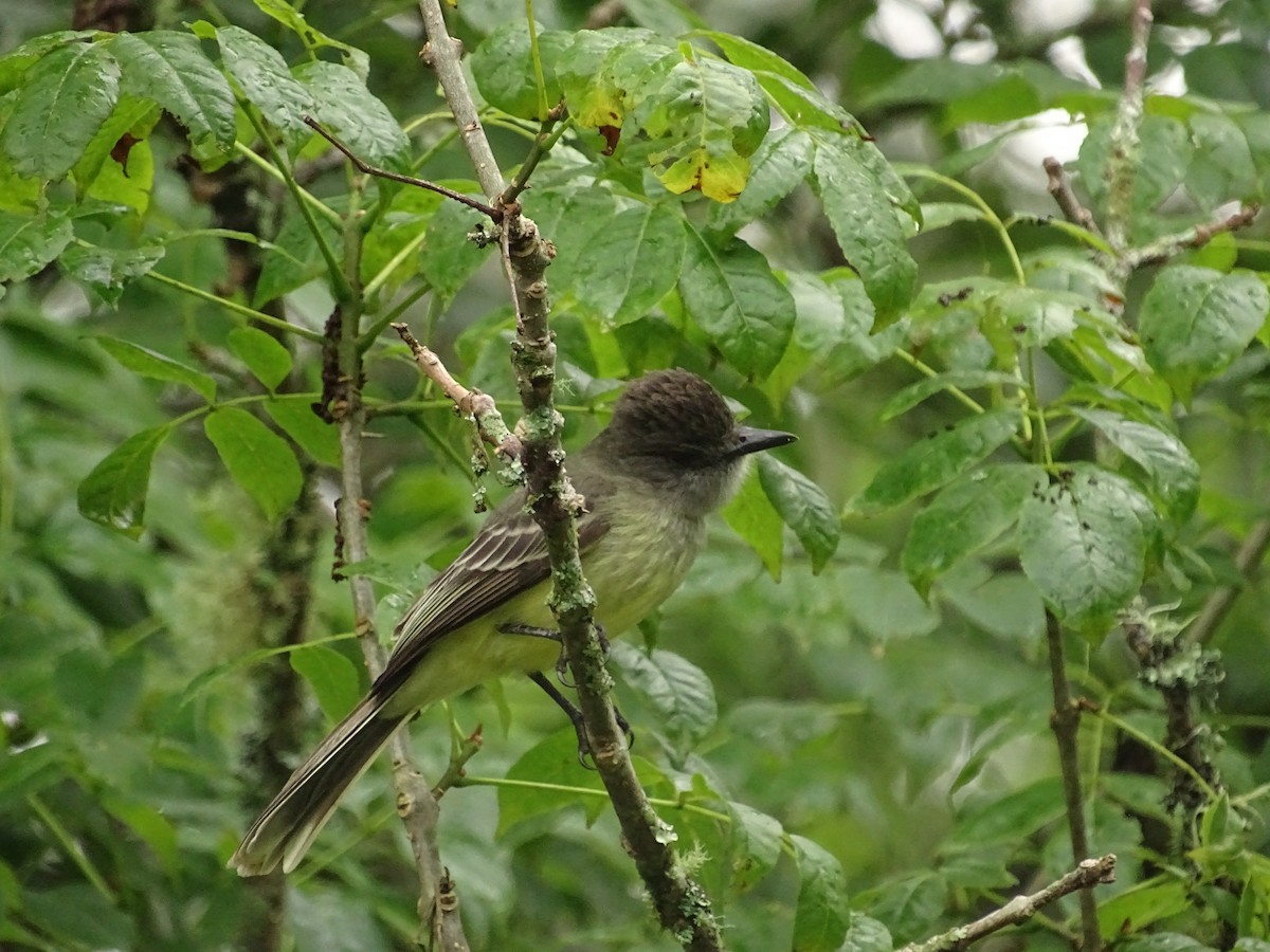 Apical Flycatcher - ML489956471