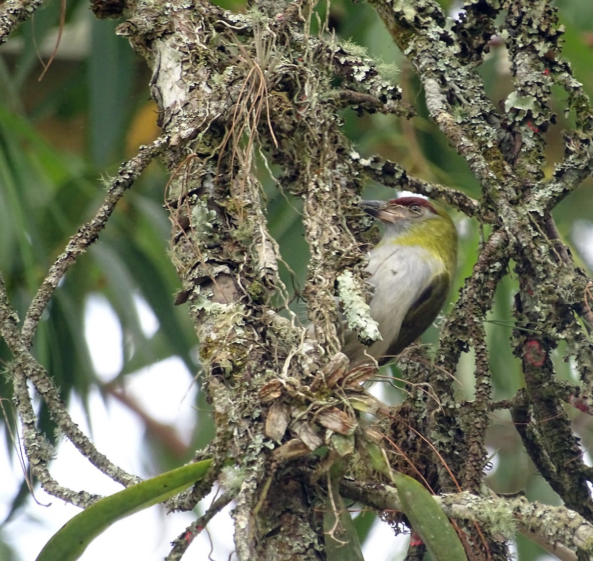 Black-billed Peppershrike - ML489956521