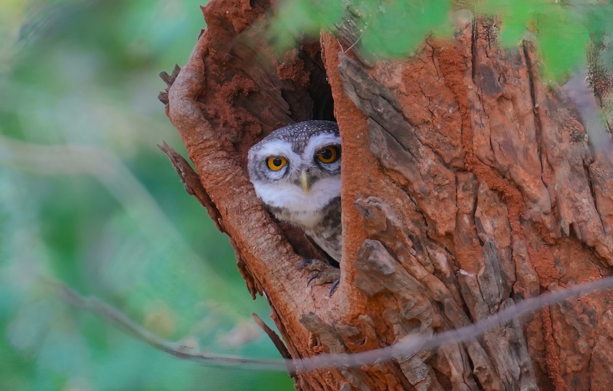 Spotted Owlet - ML489956881