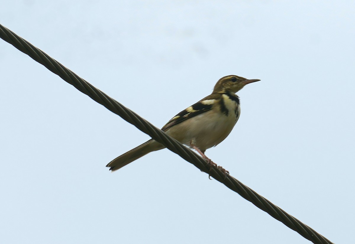 Forest Wagtail - ML489956941