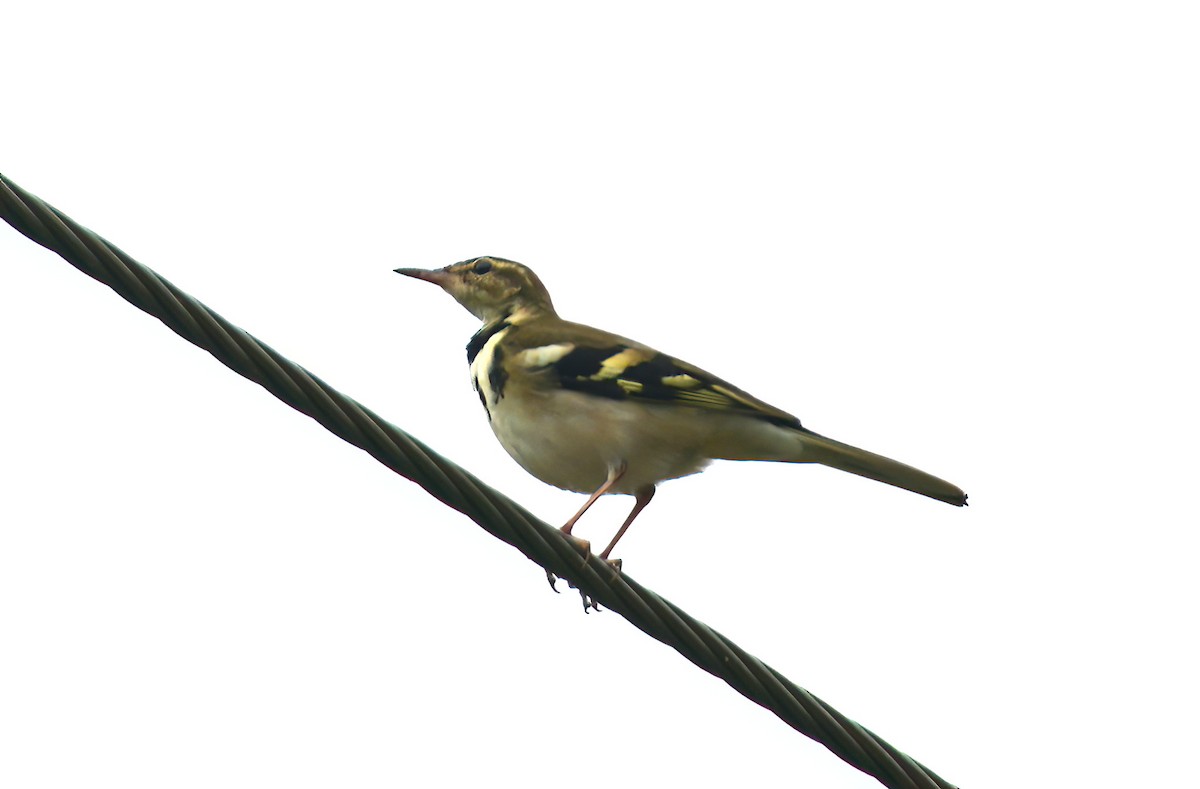 Forest Wagtail - ML489957001