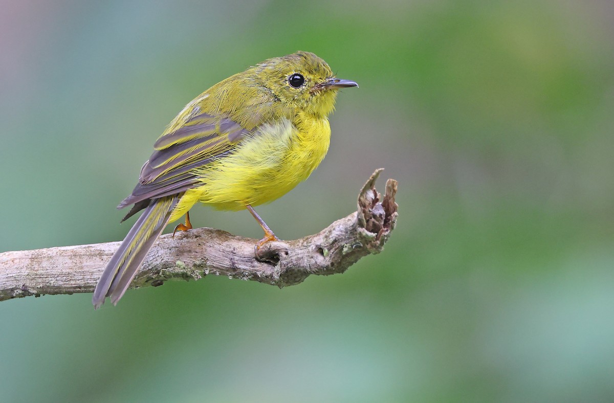 Citrine Canary-Flycatcher - Robert Hutchinson