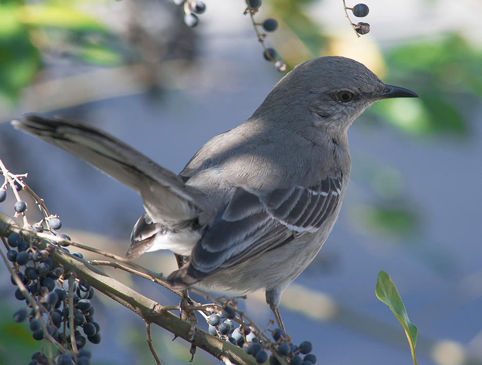 Northern Mockingbird - Elizabeth Leeor