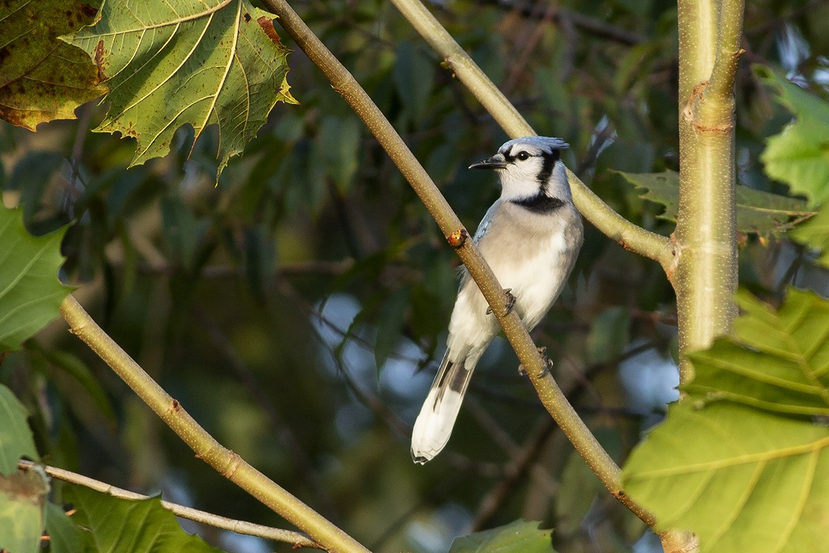 Blue Jay - ML489959561