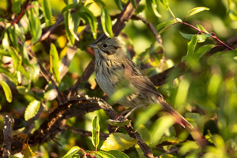 Lincoln's Sparrow - Martin Wall