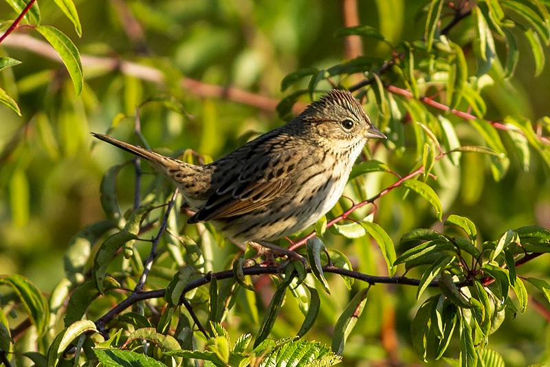 Lincoln's Sparrow - ML489959691