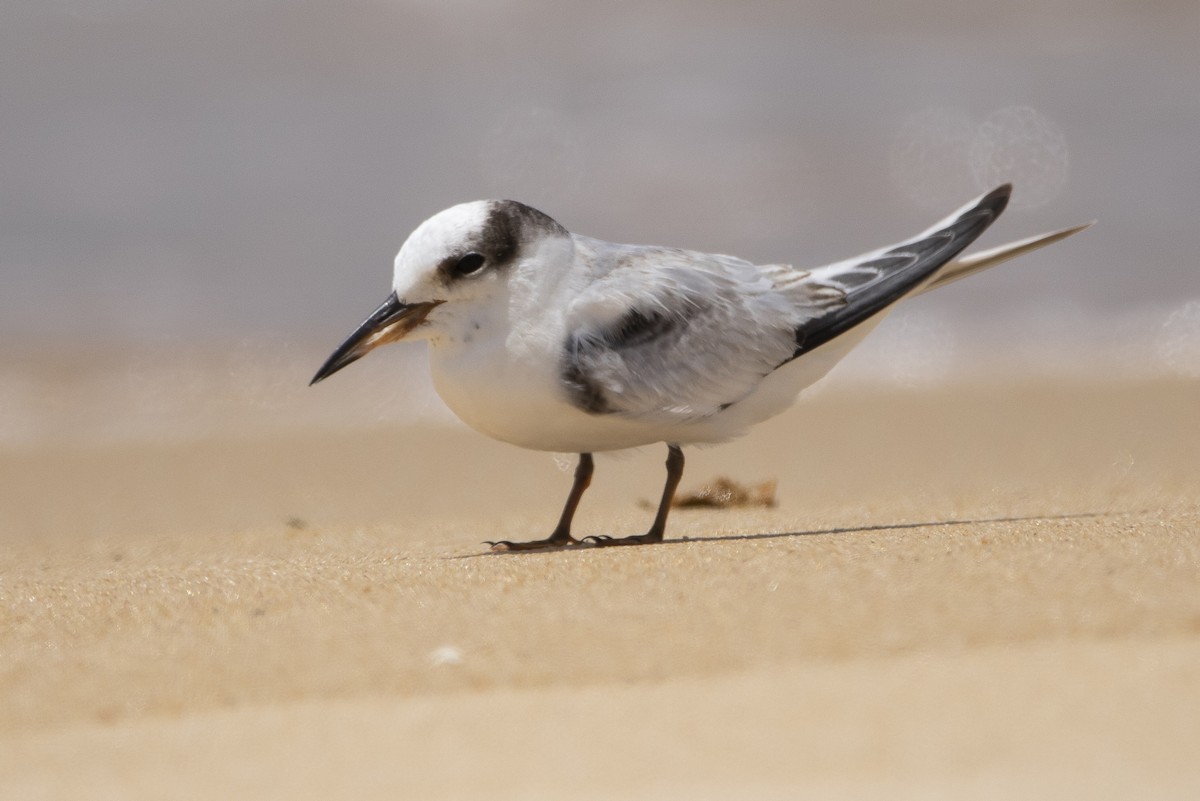 Saunders's Tern - kasun Gonagala