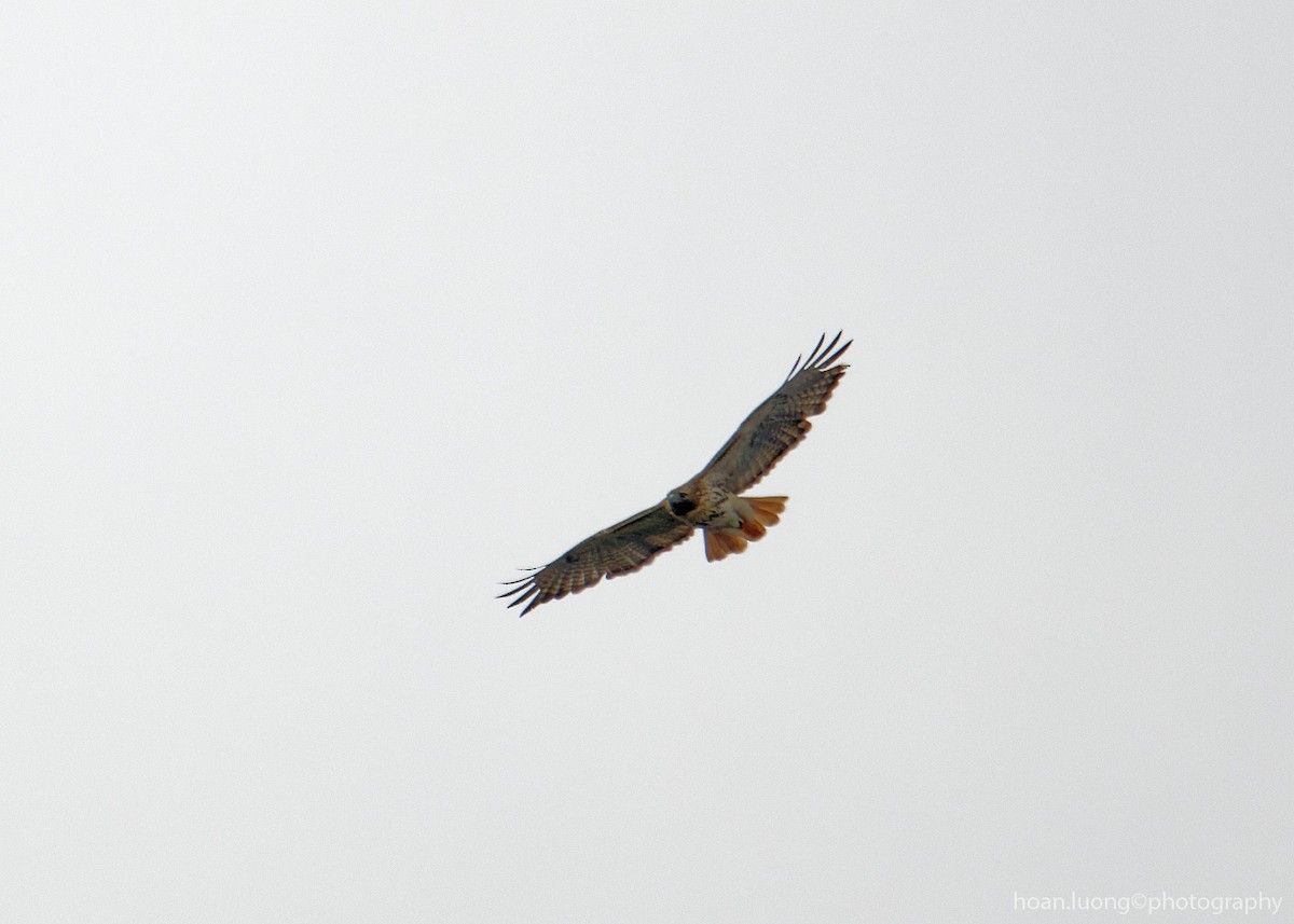 Red-tailed Hawk - hoan luong