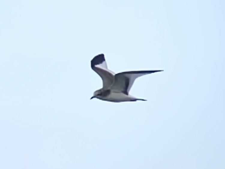 Sabine's Gull - ML489962761