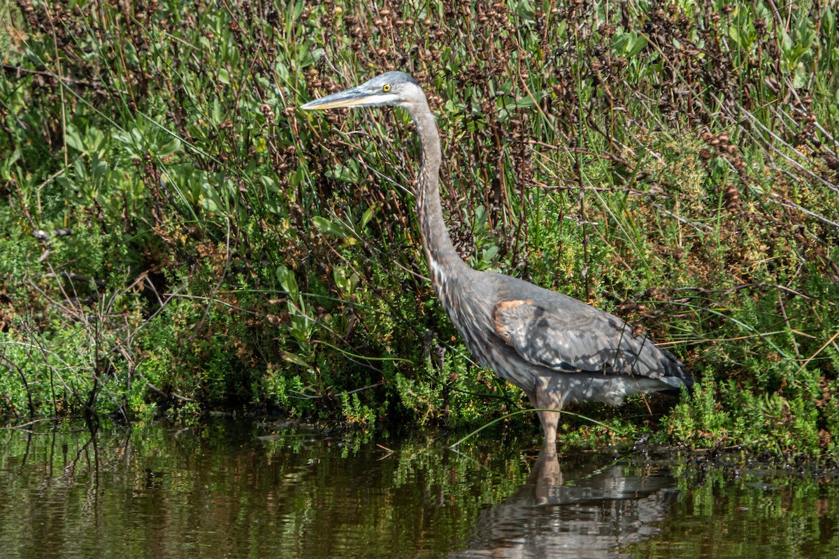 Garza Azulada - ML489964451