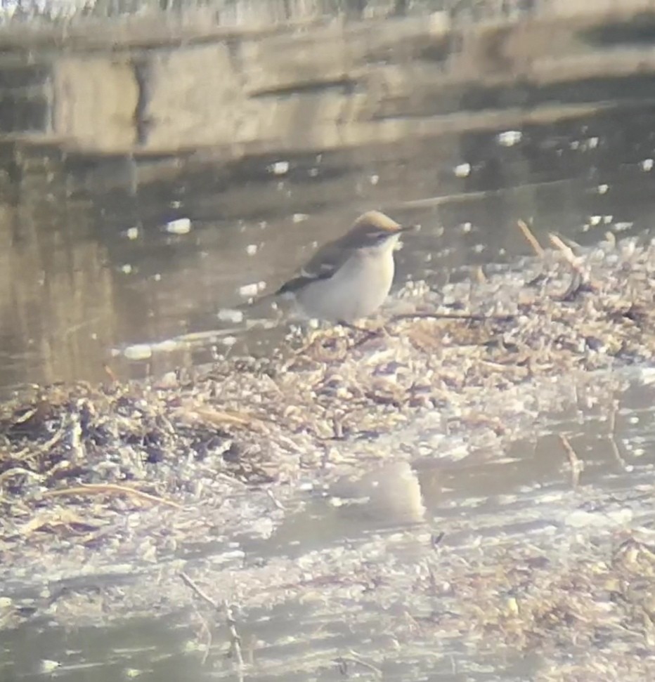 Eastern Yellow Wagtail - ML489965161