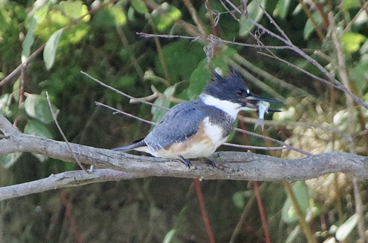 Belted Kingfisher - Lowell Goudge