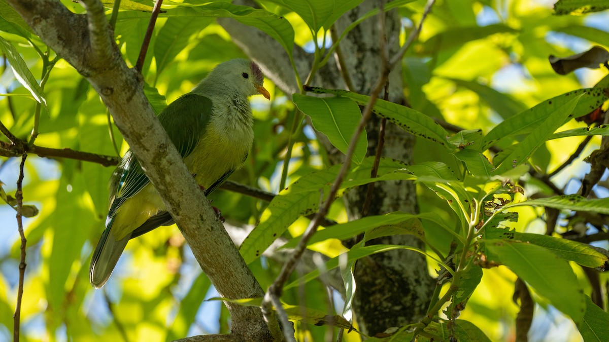 Atoll Fruit-Dove - ML489968041