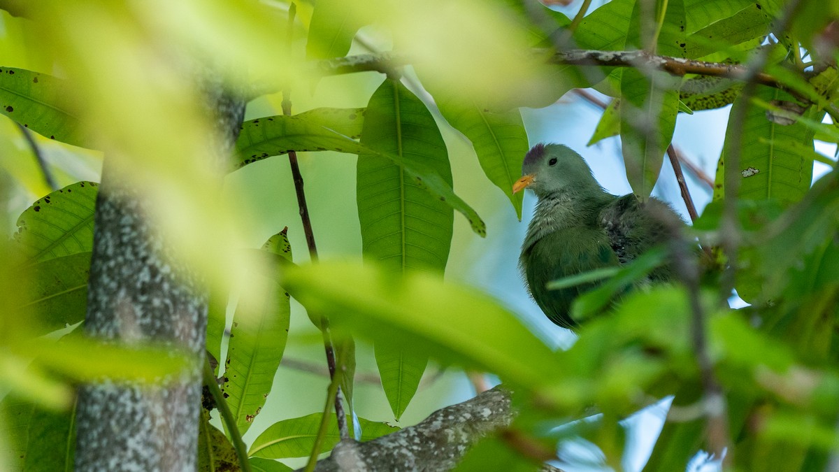 Atoll Fruit-Dove - ML489968061