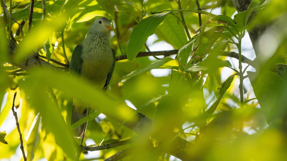 Atoll Fruit-Dove - ML489968071