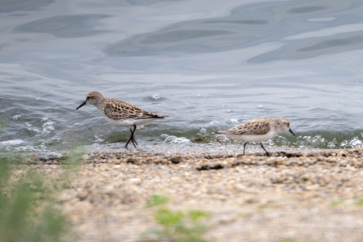 White-rumped Sandpiper - ML489968121