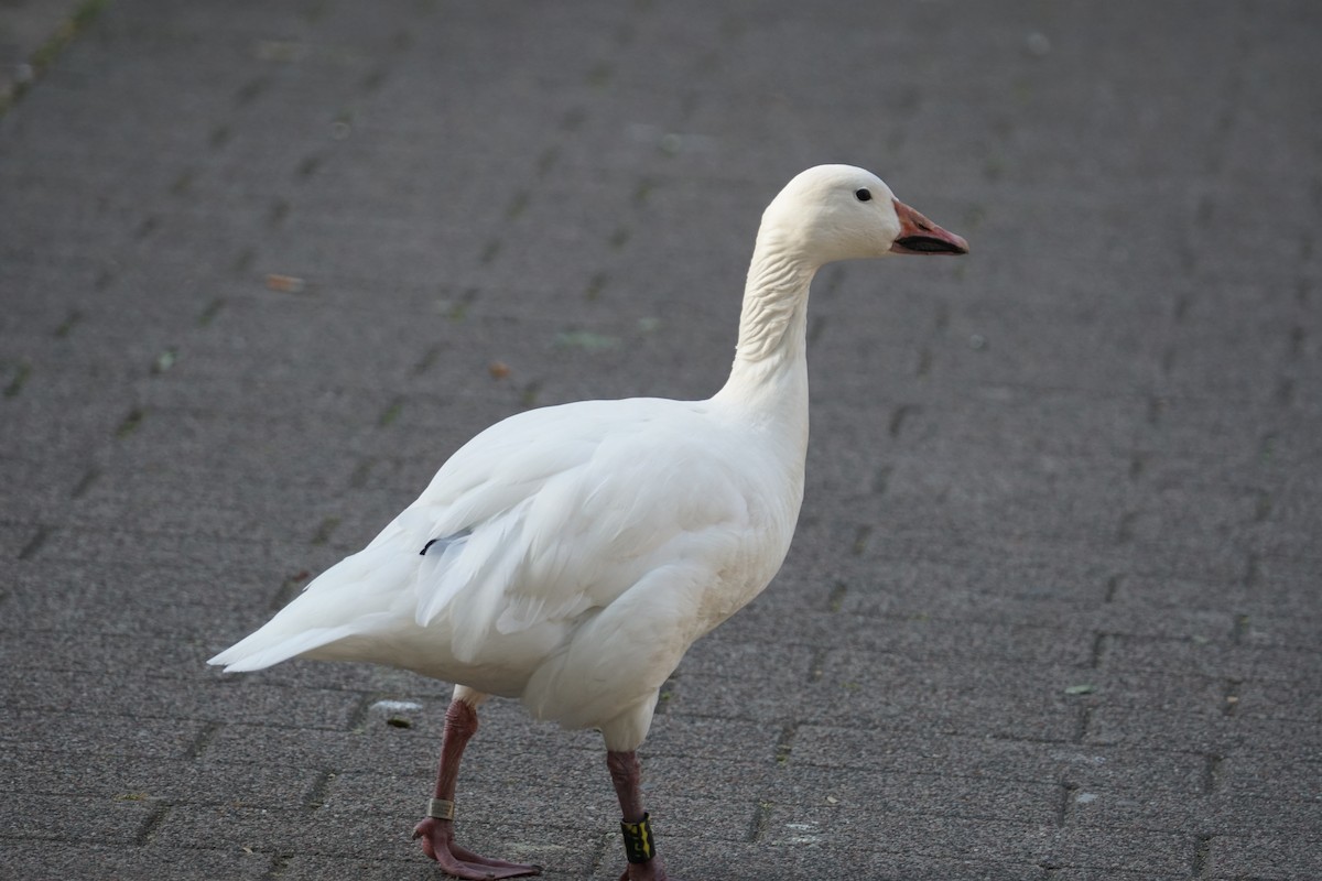 Snow Goose - ML489968271