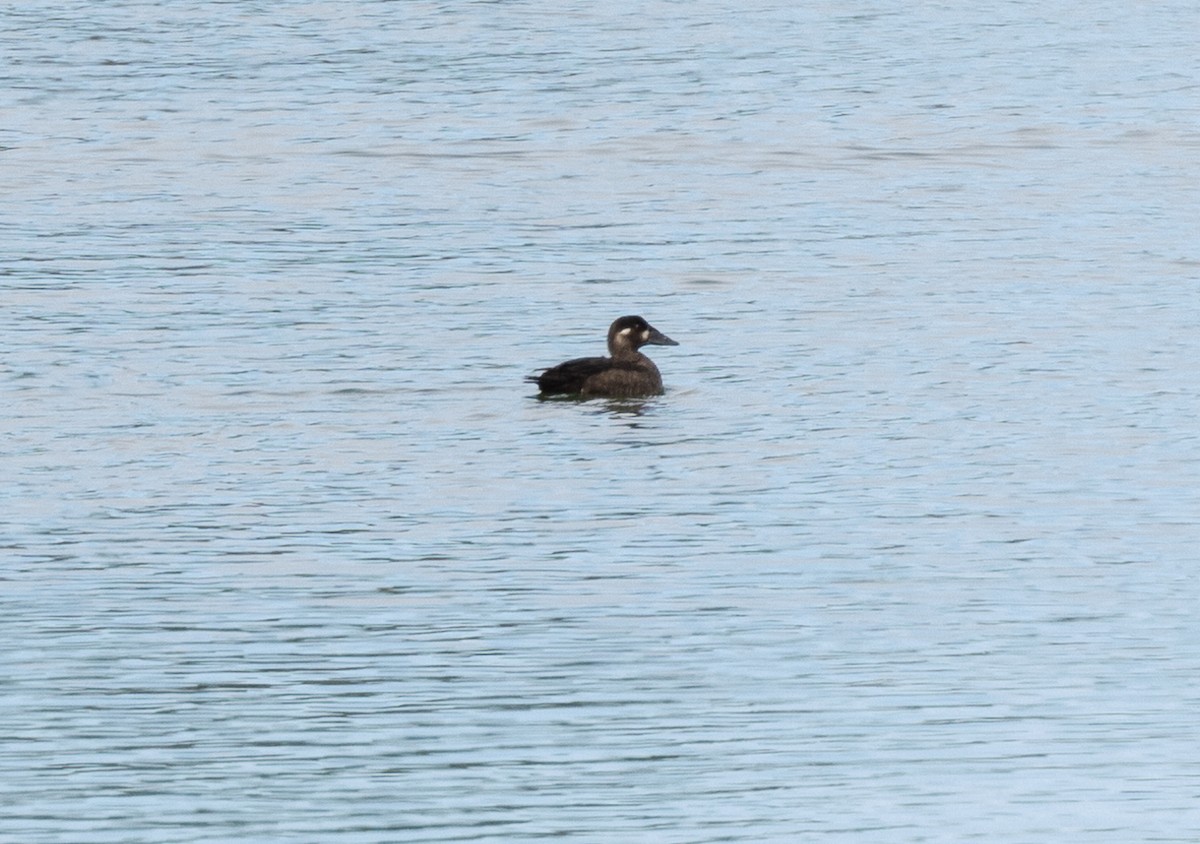 Surf Scoter - ML489968671