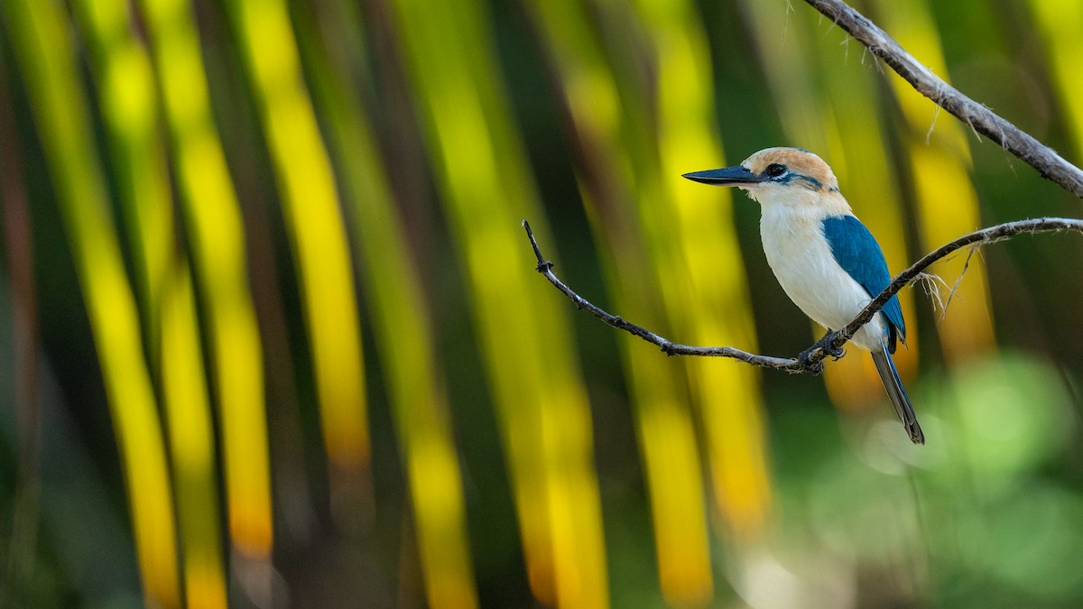 Tuamotu Kingfisher (Niau) - Javier Cotin