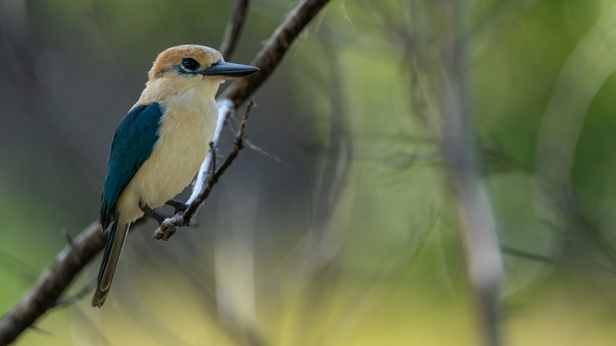 Tuamotu Kingfisher (Niau) - Javier Cotin