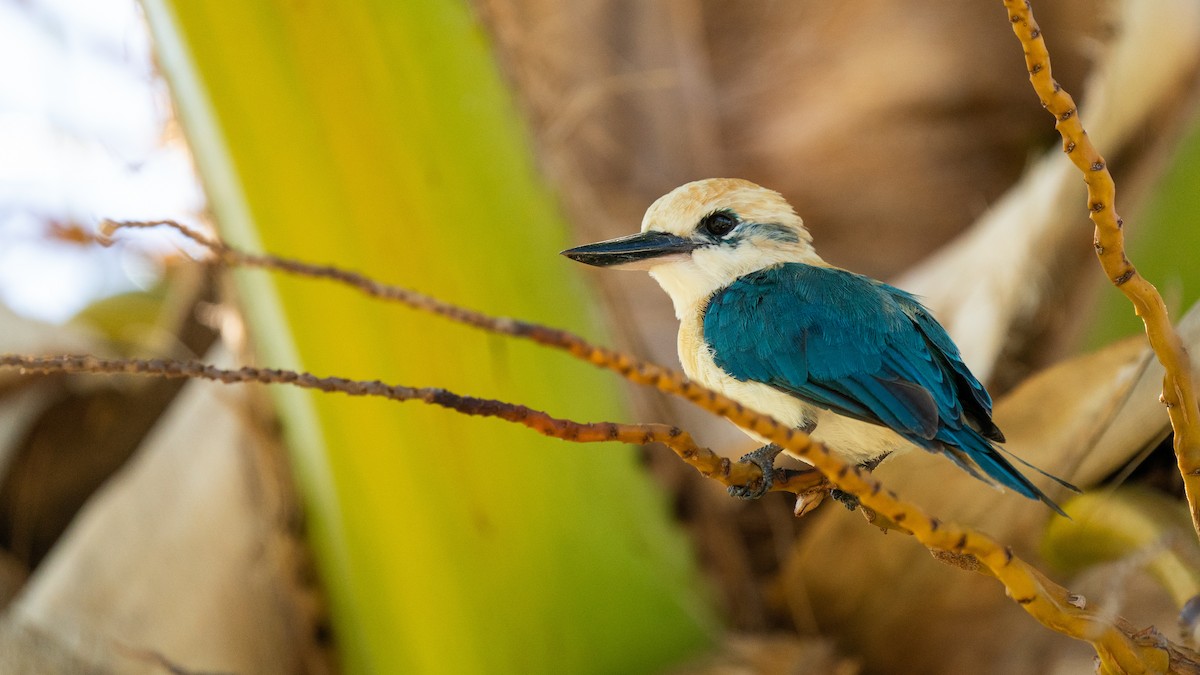 Tuamotu Kingfisher (Niau) - ML489969271