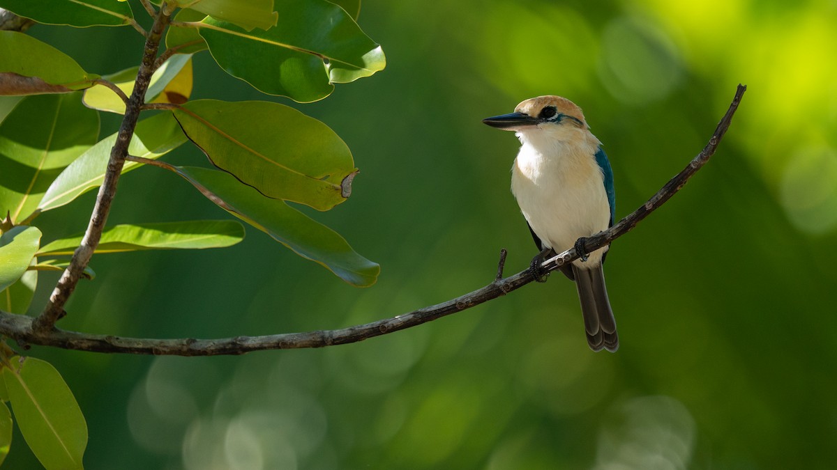 Tuamotu Kingfisher (Niau) - ML489969311